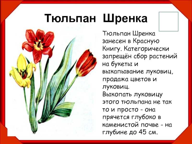 Тюльпан — краткое описание и фото для детей