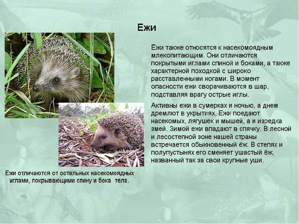 Насекомоядные животные - описание, виды, их особенности и примеры