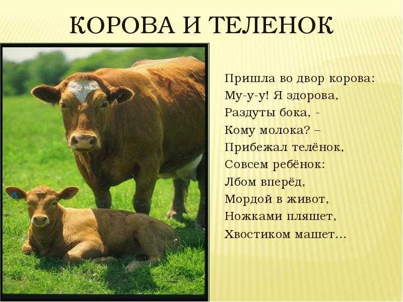 Декарт рене: краткая биография и вклад в науку. труды и учения математика декарта