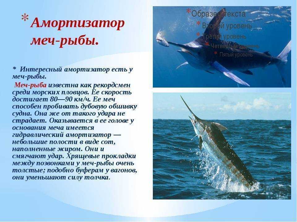 Семейство хомяковые. обыкновенный хомяк . доклад. биология. 2008-12-09