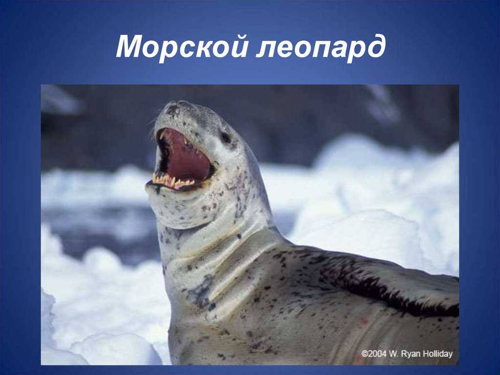 Морской леопард (описание, 25 фото, видео)