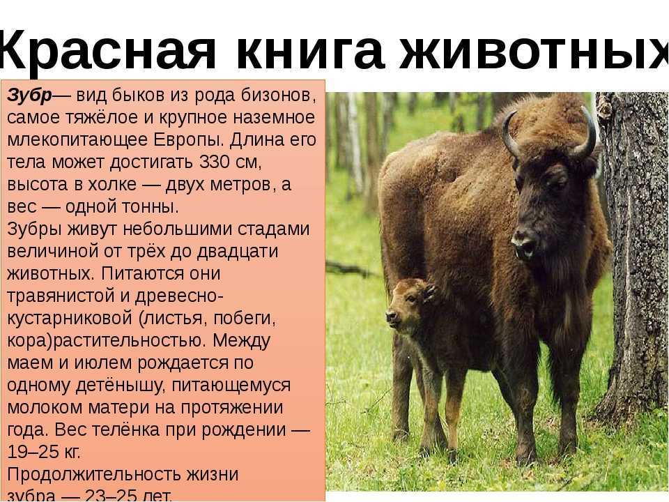 Сообщение о зубре - внешность, среда обитания, интересные факты