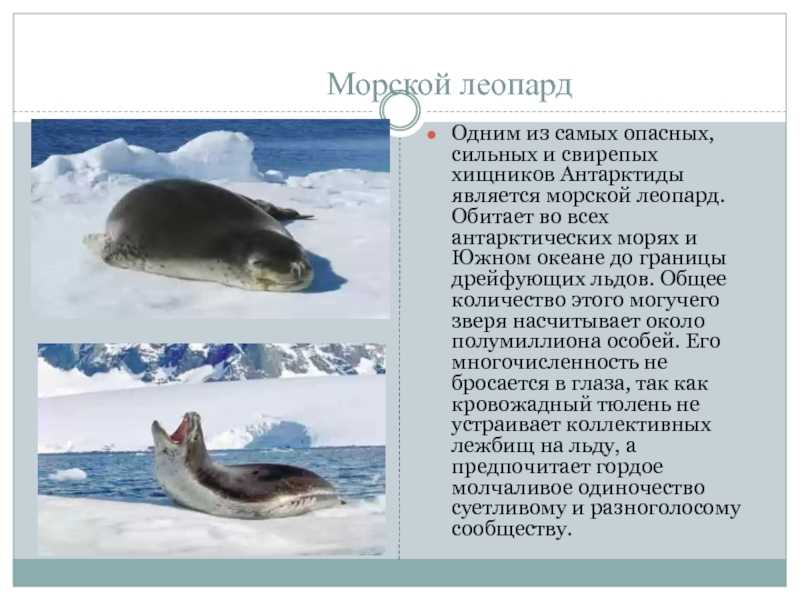 25 интересных фактов о морских леопардах