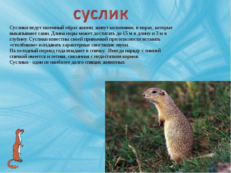 Малый суслик — фото, видео и описание, где обитает и чем питается, факты