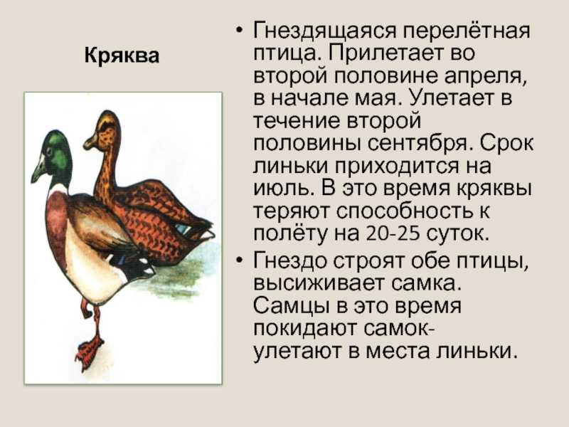 Подготовка к школе детей с зпр. сказка "гадкий утёнок"
