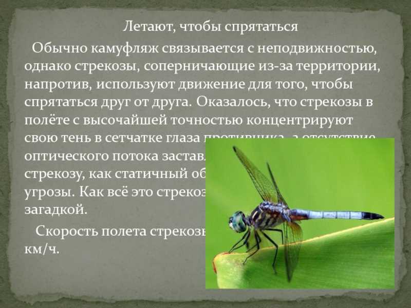 Стрекоза – виды и описание