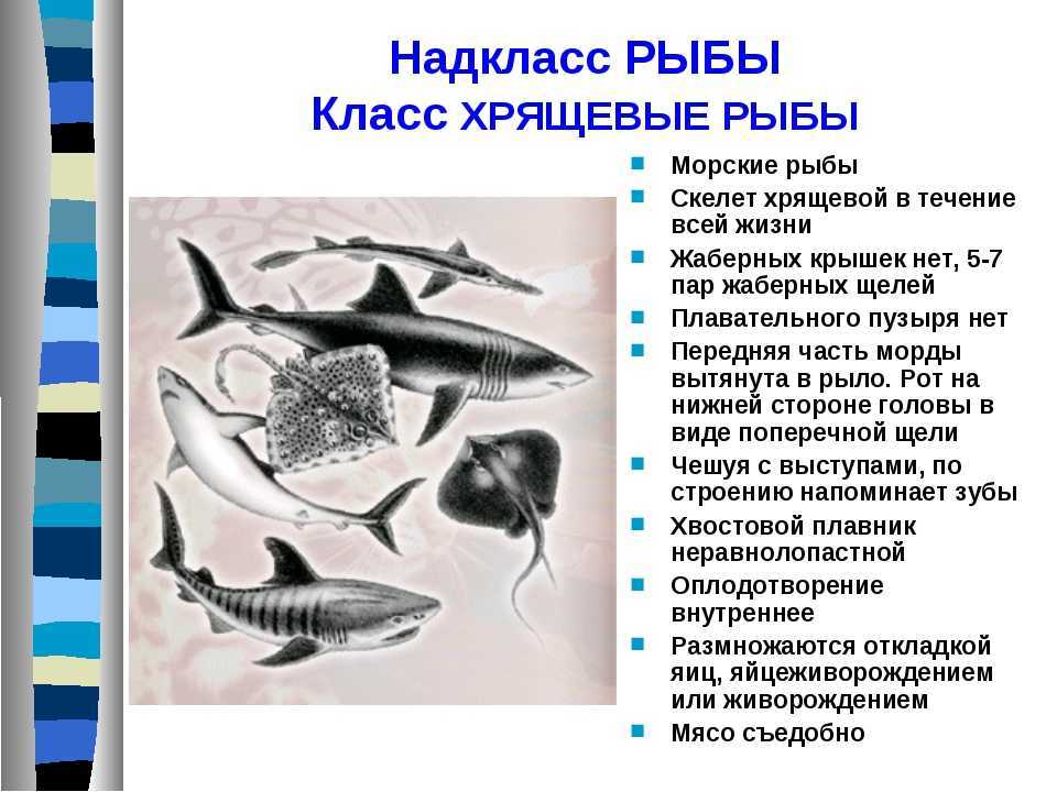 Хрящевые ⭐️ рыбы: общая характеристика, особенности строения, представители хрящевых рыб