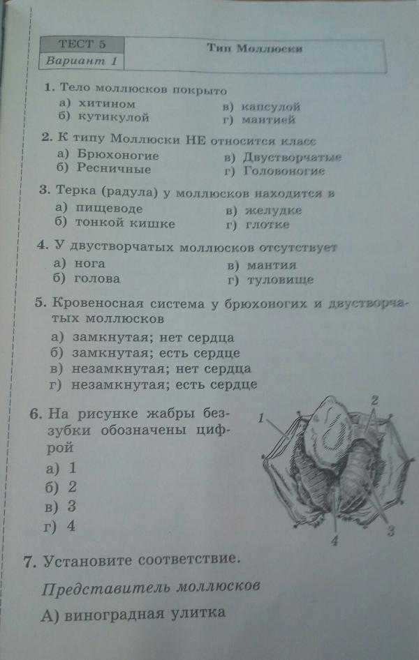 Тест по биологии тип моллюски 7 класс