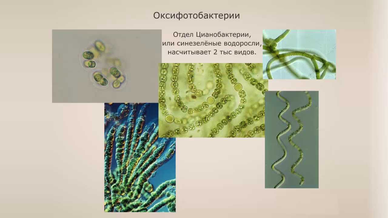 Группы организмов цианобактерии. Многоклеточные цианобактерии. Подцарство бактерии оксифотобактерии. Отдел цианобактерии сине-зеленые водоросли. Цианобактерии биология 7 класс.