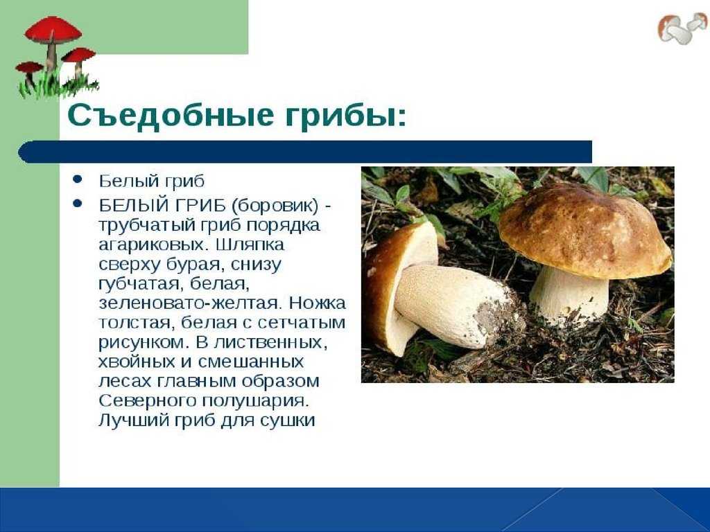 Доклад на тему грибы 5, 7 класс