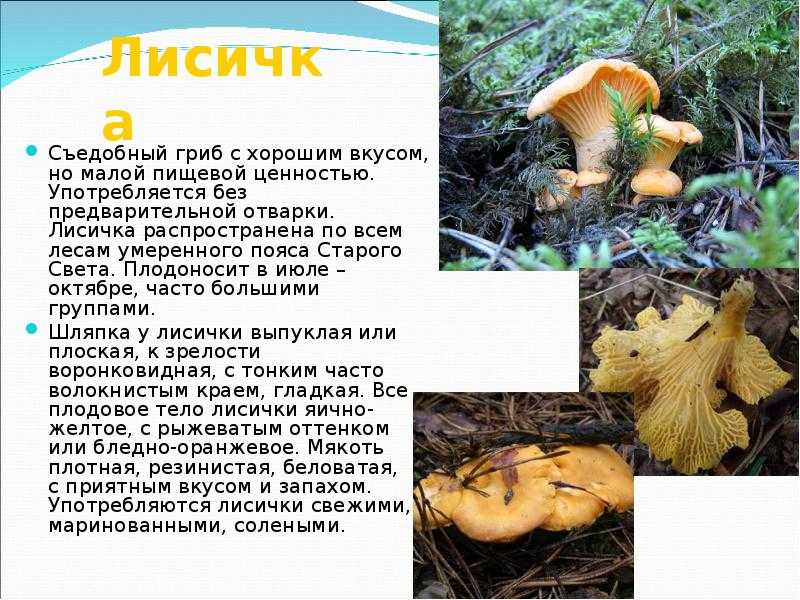 Доклад на тему грибы опята (описание, виды, где растут) сообщение