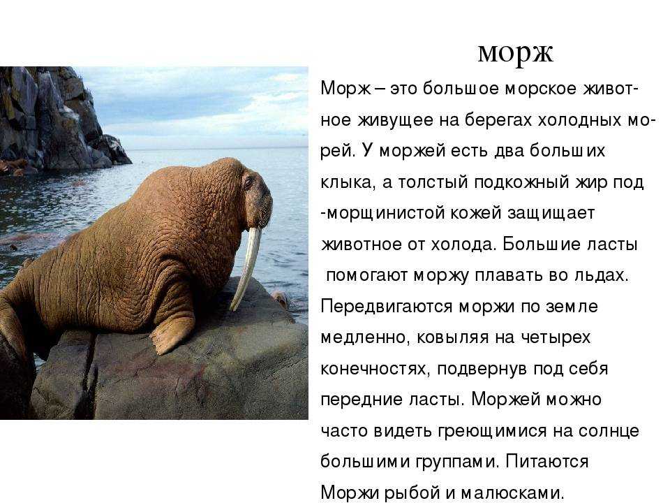 Морж животное. описание, особенности, виды, образ жизни и среда обитания моржа