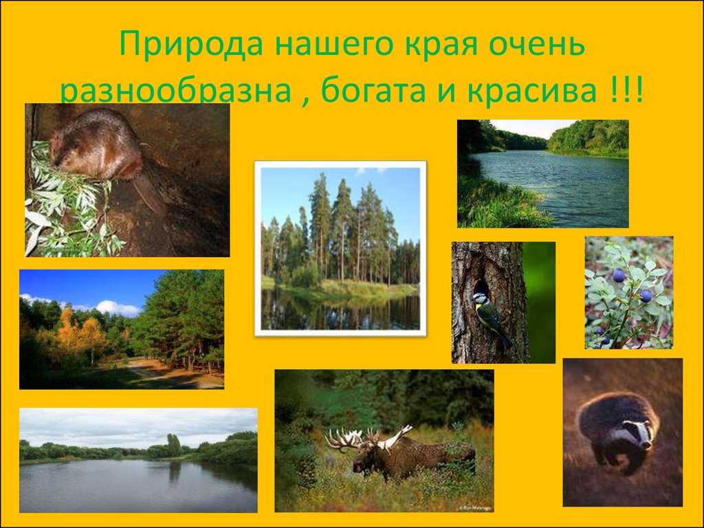 Животные леса - доклад (2, 3, 4 класс окружающий мир)