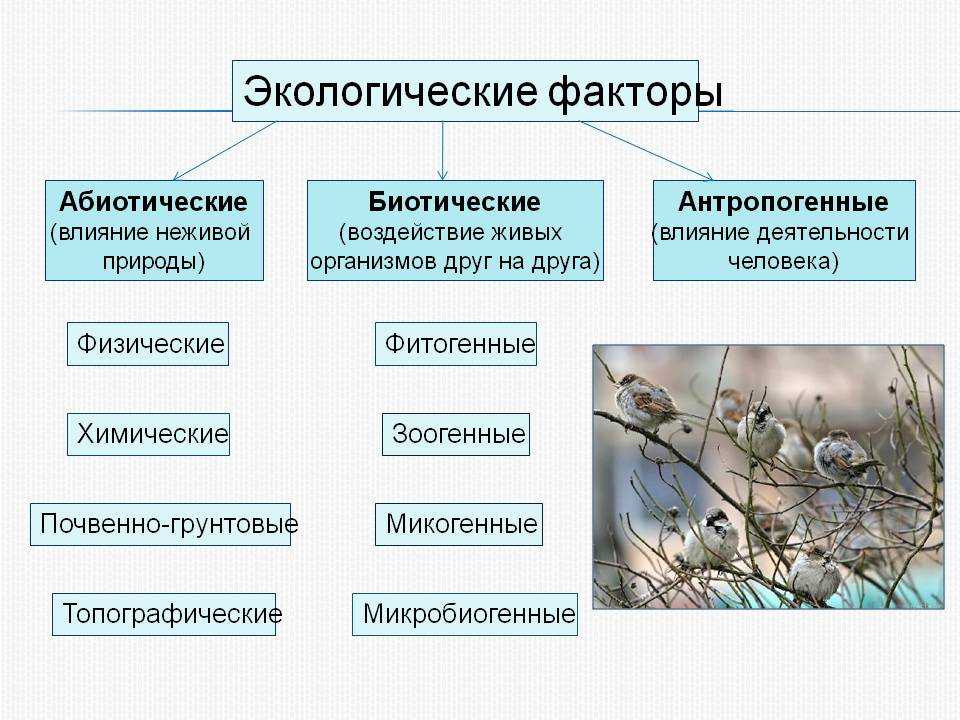 Тесты по биологии 11 класс