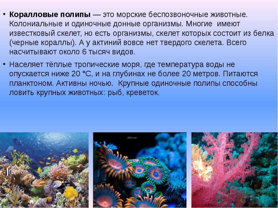Доклад-сообщение на тему медузы 2, 3, 5, 7 класс, окружающий мир по биология