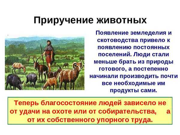 Какие направления имеет скотоводство 3. Появление земледелия и скотоводства. Возникновение земледелия. Возникновение земледелия и скотоводства 5 класс. Приручение животных.