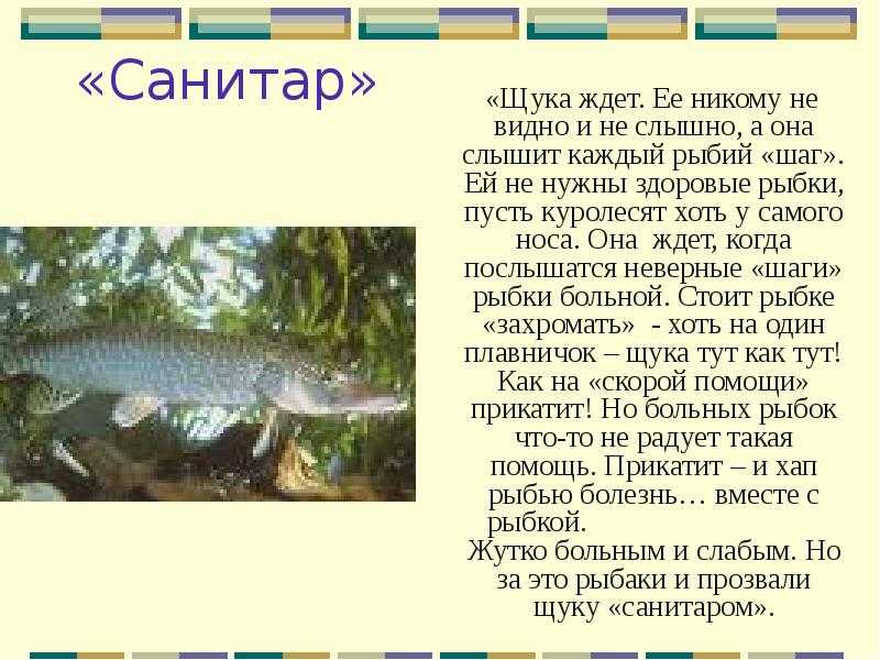 Щука