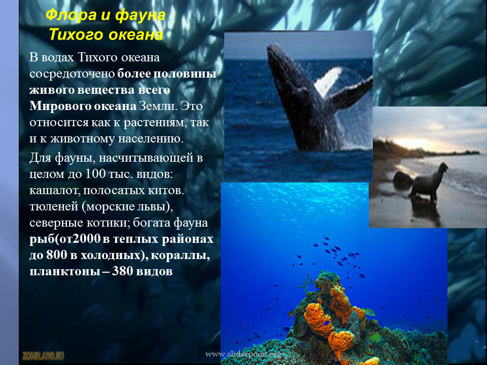 Доклад на тему атлантический океан