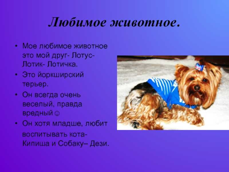 Сочинение на тему «моё любимое животное – собака»