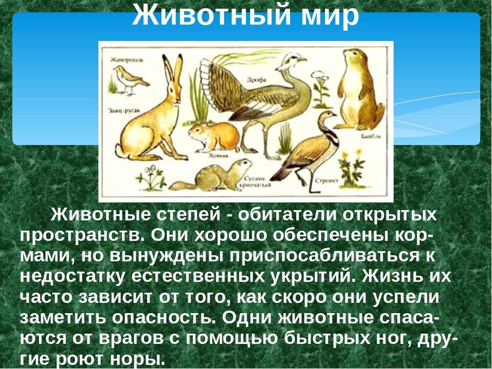 Животные и растения зоны степей