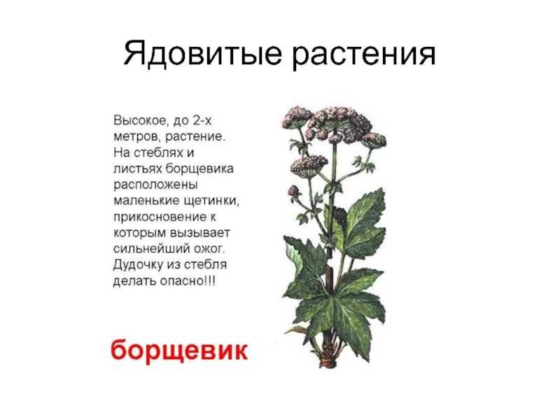 Ядовитые и полезные растения проект