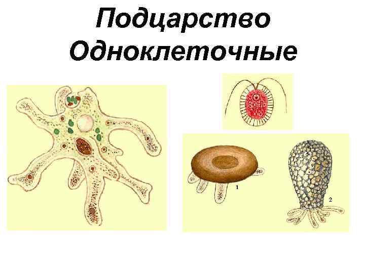Тренировочные задания по биологии простейшие 7 класс