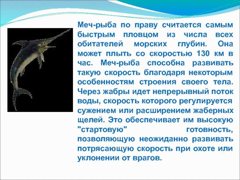 Хомяки: виды и породы, содержание, уход