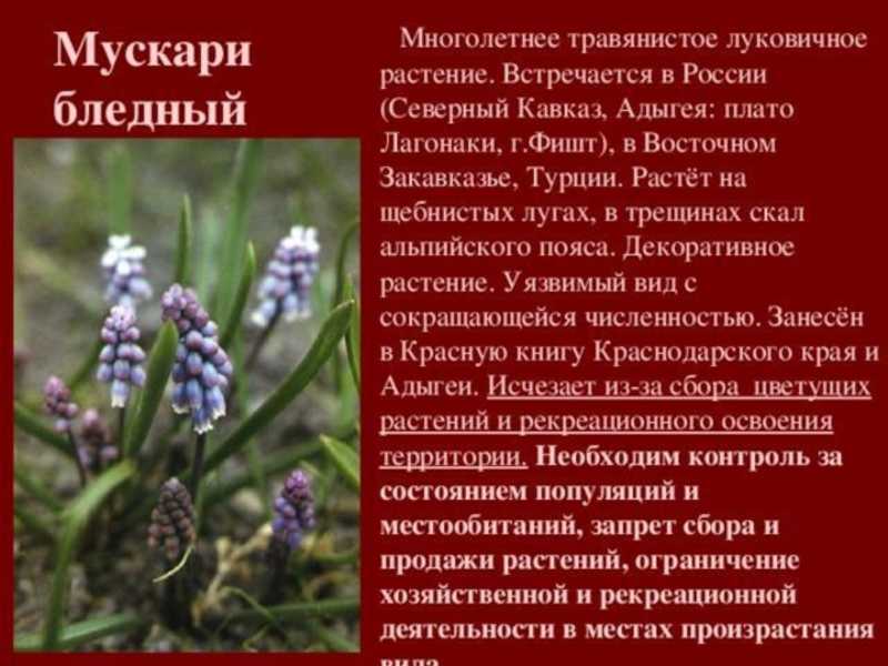 Редкие растения краснодарского края — обзор редких видов