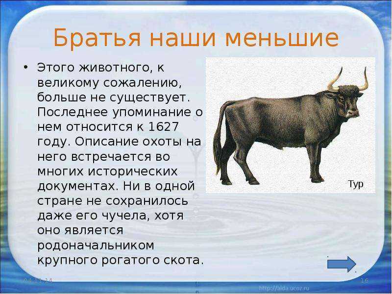 Братья наши меньшие сочинение