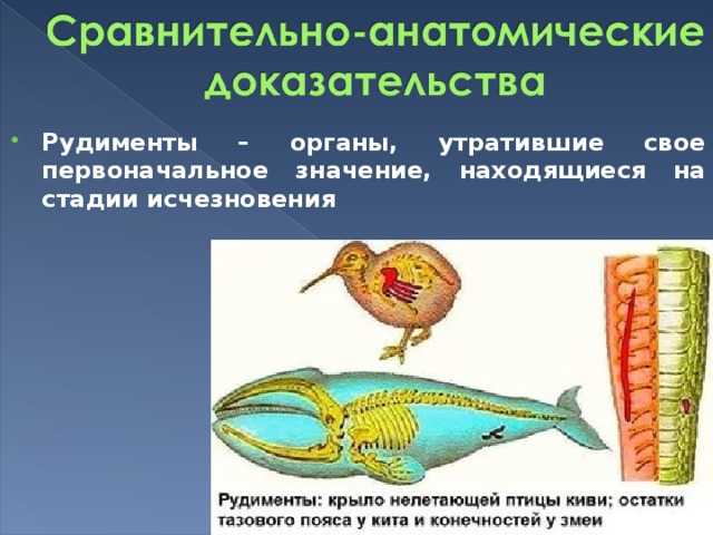 Тест доказательства эволюции 11 класс с ответами – тест по биологии (11 класс) по теме: тематический зачет «о развитии эволюционных представлений, доказательствах эволюции, механиках эволюционного процесса » 11 класс | скачать бесплатно