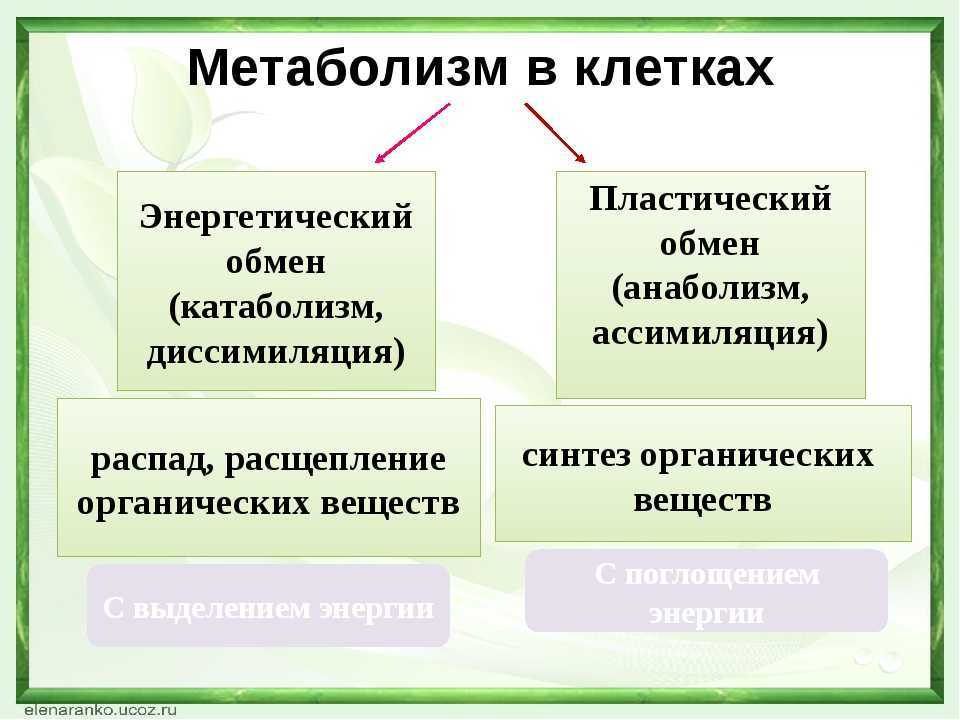 Тесты по биологии (9 класс) с ответами онлайн для подготовки к итоговой контрольной работе