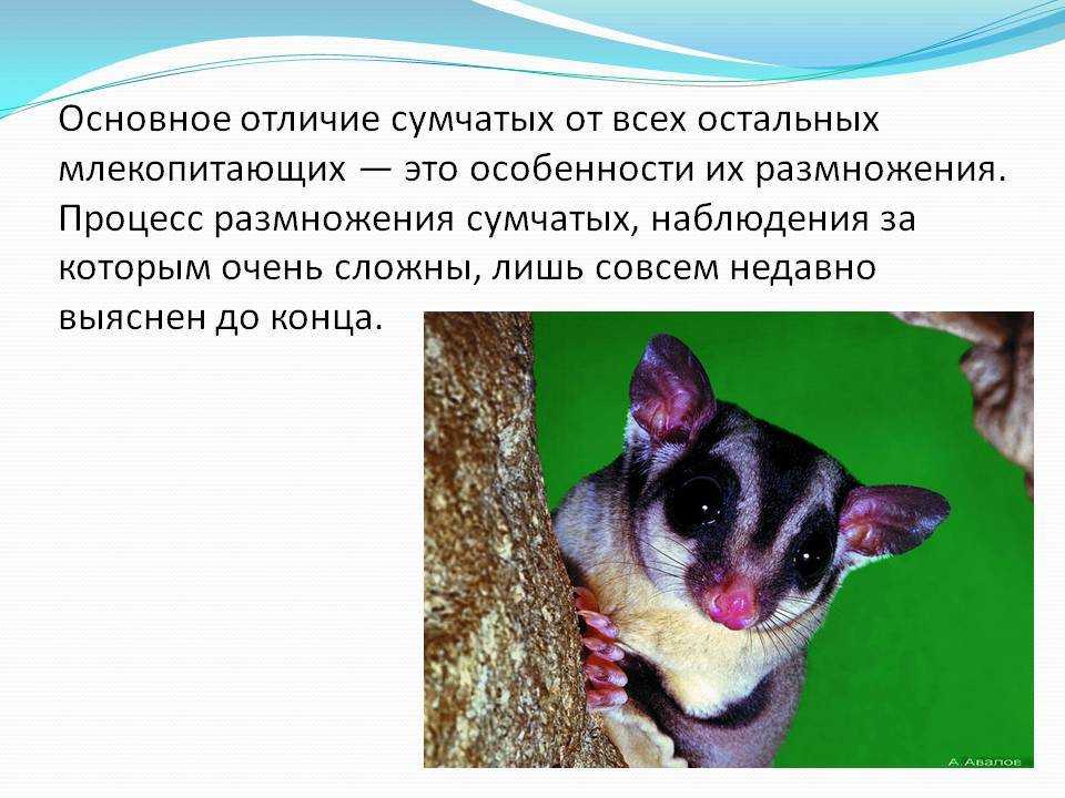 Сумчатые животные - особенности строения