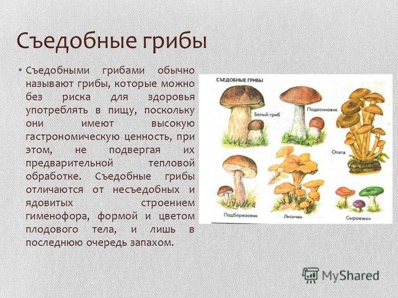 Доклад съедобные грибы 5 класс