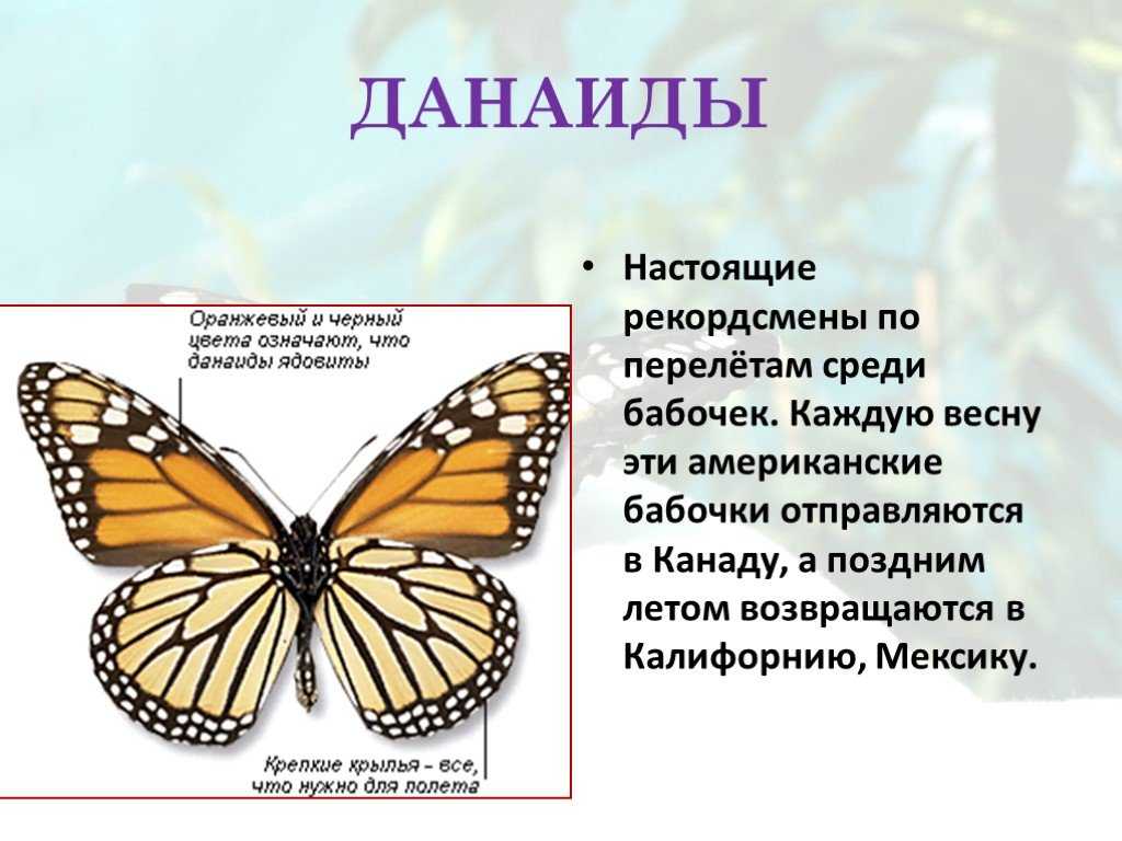 Доклад сообщение бабочка-капустница (описание для детей)