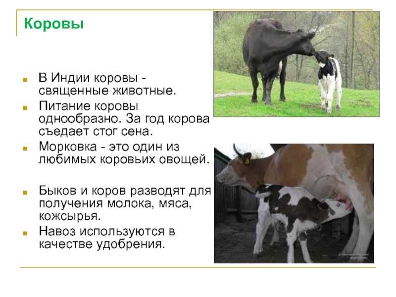 Философия рене декарта. реферат. философия. 2009-01-12