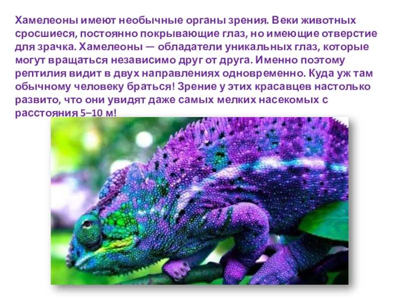 Сочинение по произведению хамелеон чехова