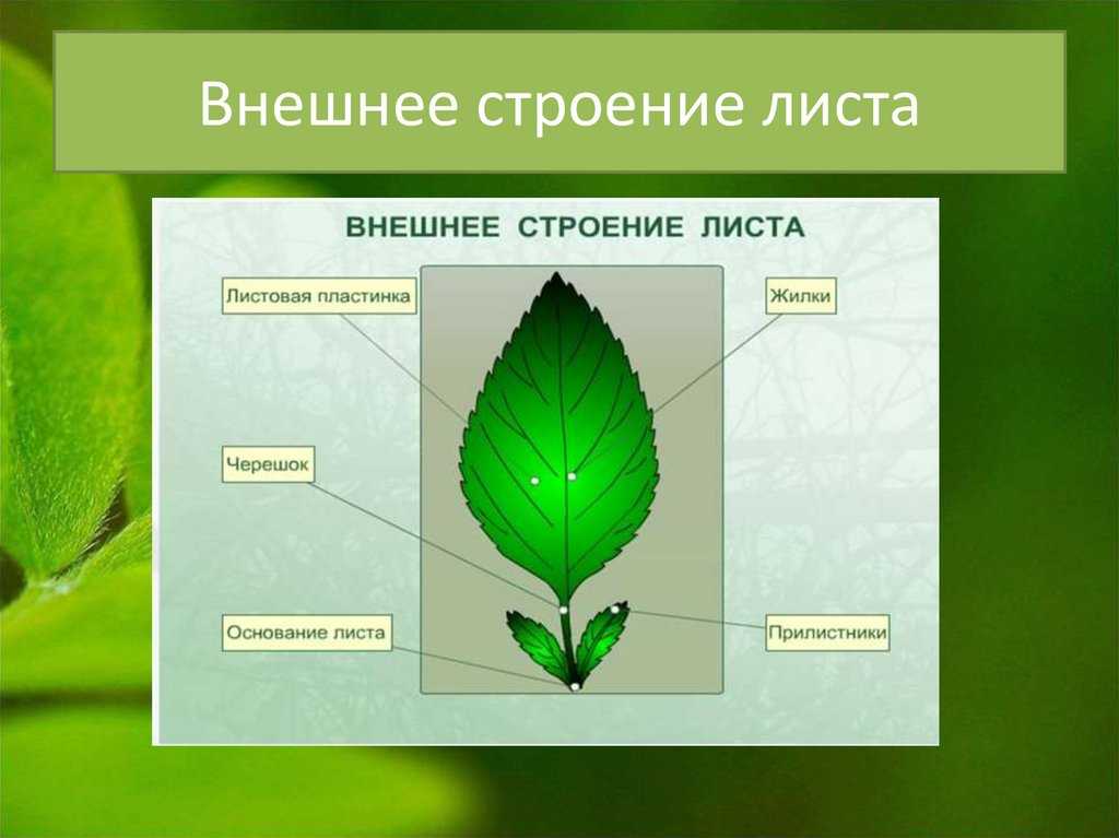 Тесты по биологии (6 класс) работа с ответами онлайн для годовой итоговой контрольной