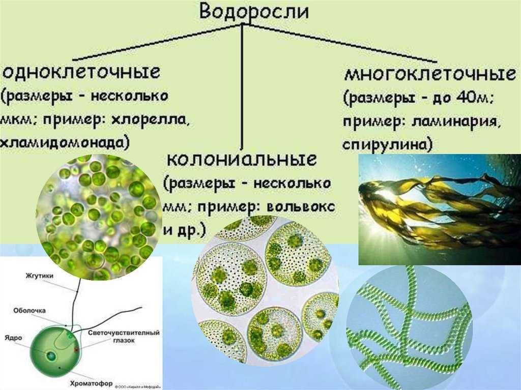Красные водоросли в аквариуме — описание,борьба с ними,строение,фото,видео,размножение