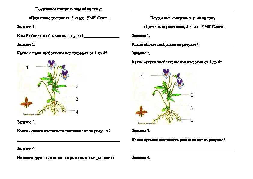 Тест по биологии 6 органы растений