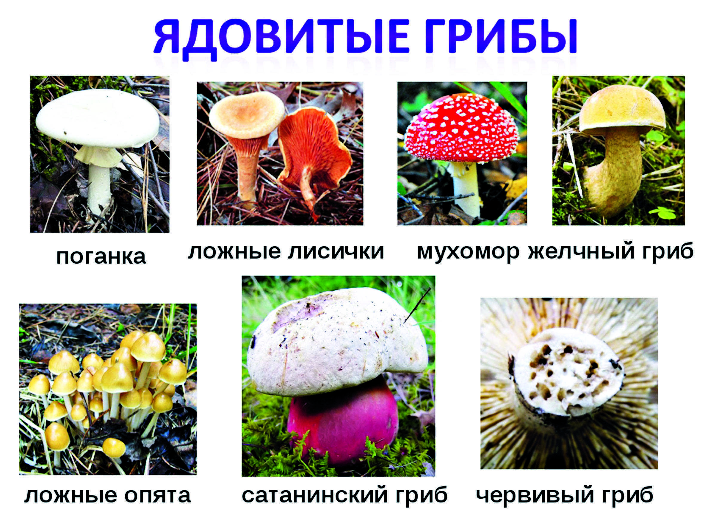 Топ 10 самые ядовитые грибы в мире - лучшие топ 10