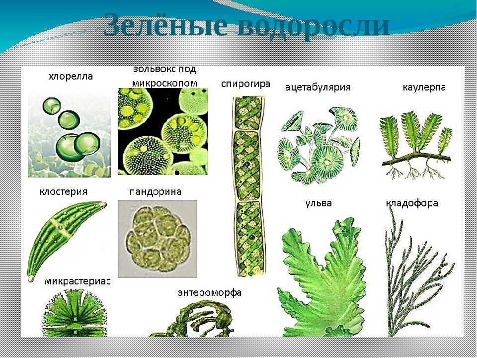 Тест по биологии подцарство многоклеточные 7 класс