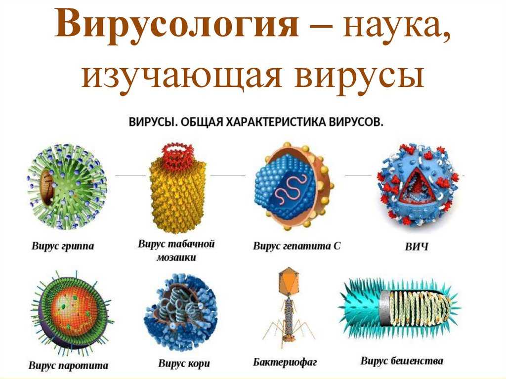 Тесты по биологии 10 класс