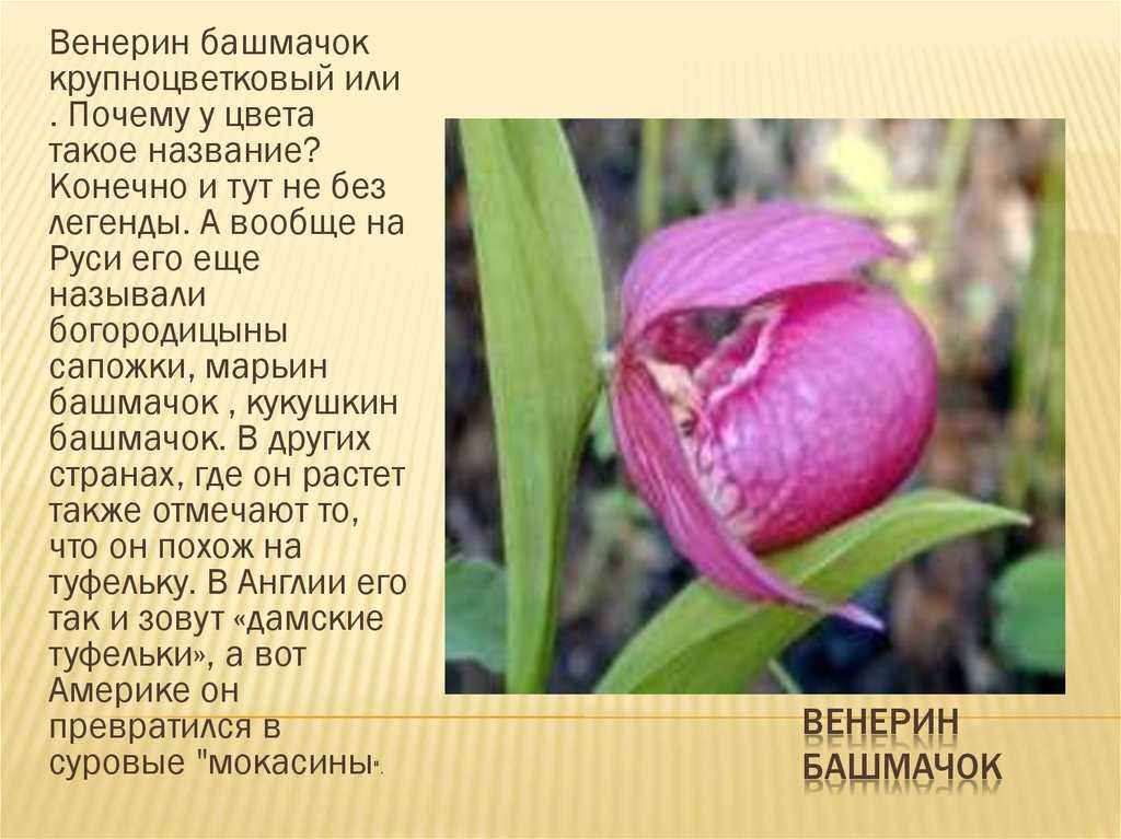Доклад про страну венесуэла