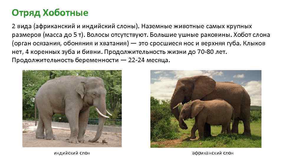 Хоботные - млекопитающие | некоммерческий учебно-познавательный интернет-портал зоогалактика