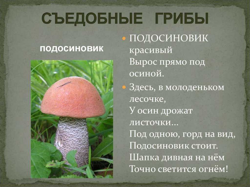 Ядовитые грибы — доклад: названия и описания, виды, опасность отравления и меры предосторожности