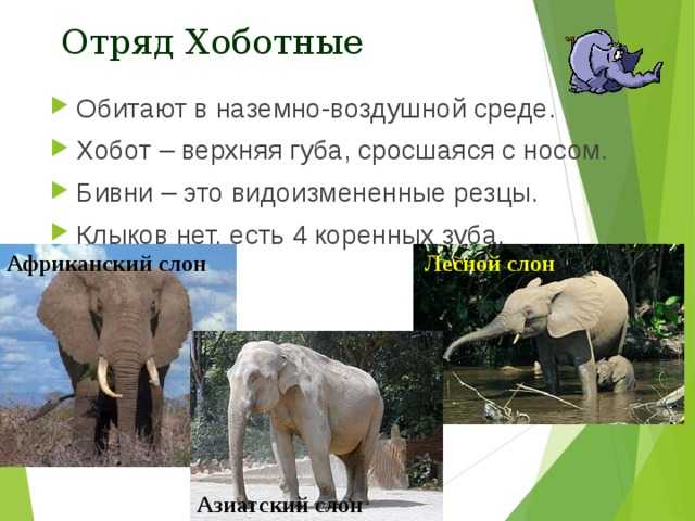 Хоботные – отряд млекопитающих животных, к которому относятся семейство слоновых и их вымершие видовые родственники мастодонты, мамонты, динотерии Отличительной чертой отряда служит наличие хобота