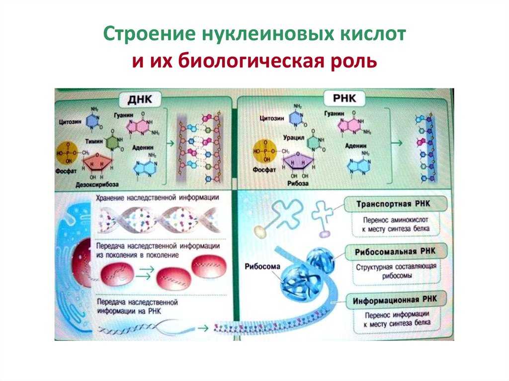 Тест на тему "нуклеиновые кислоты" | doc4web.ru