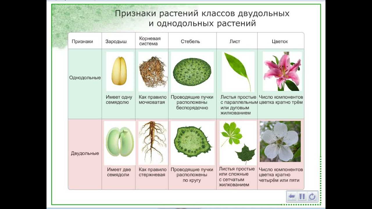 Биология контрольная работа по семействам. Семейства однодольных и двудольных растений таблица. Лист однодольного растения. Типы листьев однодольных растений.