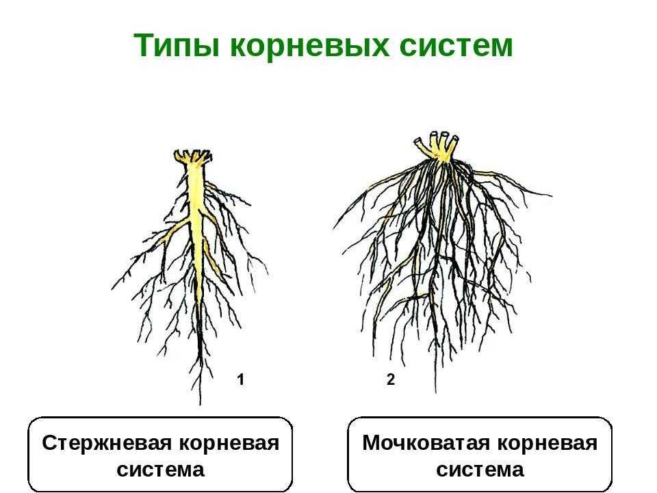 Схема корня растения