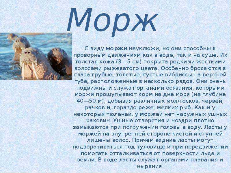 Морж
